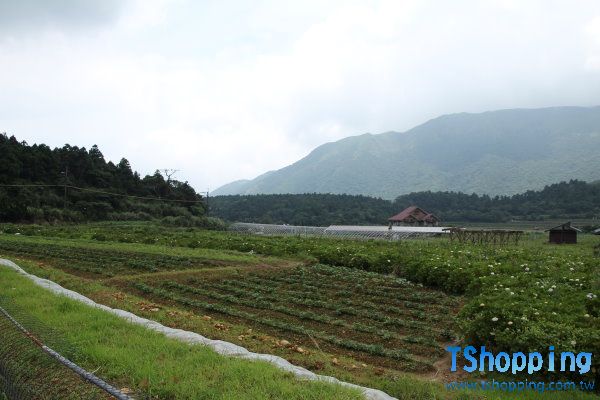 陽明山 竹子湖 走馬看花