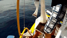 9.gif