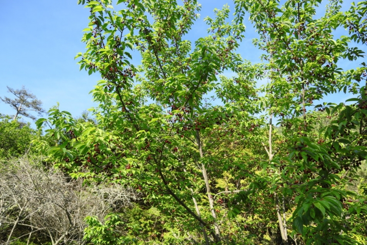 合歡山 武陵農場