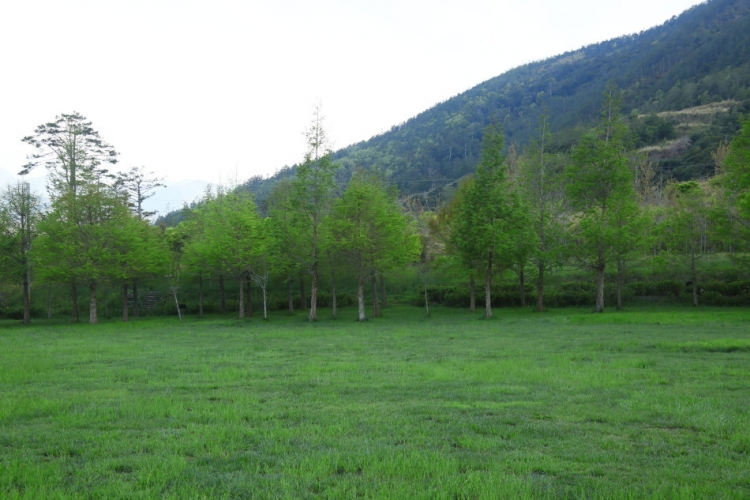 合歡山 武陵農場