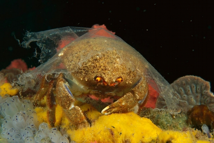 海溝 生物 塑膠