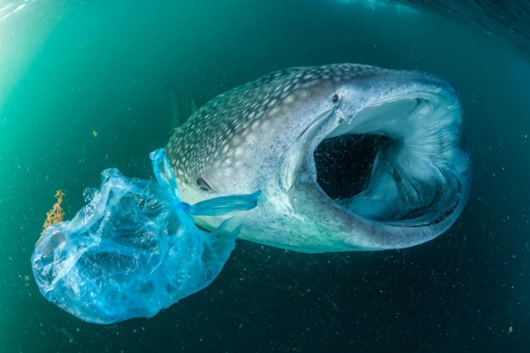 海溝 生物 塑膠