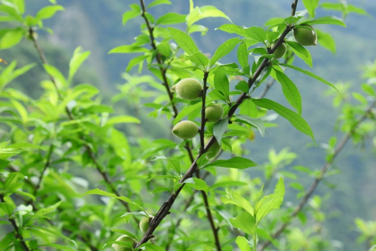 太魯閣山月村 花蓮景點 花蓮民宿