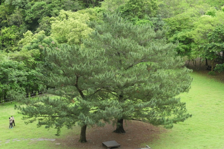 太魯閣山月村 花蓮景點 花蓮民宿
