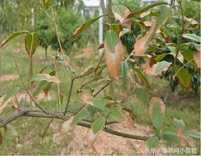 桂花 病蟲害 防治方法 介殼蟲