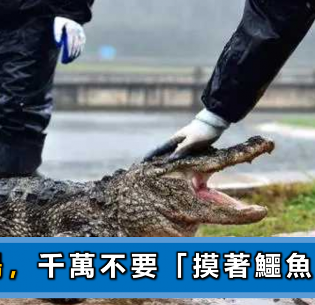 職場 鱷魚