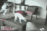 spinning_dog.gif