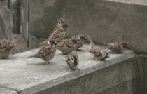 ATT00001.gif