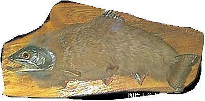 27755.jpg