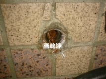 台北新莊 洗水管 我家水管裡有貴金屬